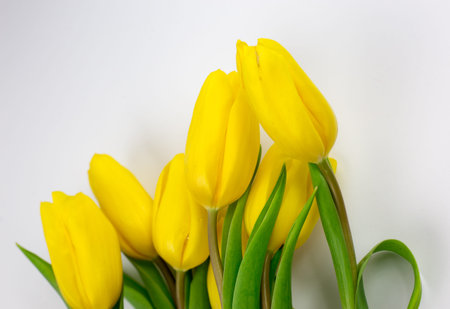 bouquet of yellow tulips on a white background. free copy space