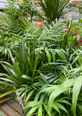 green decorative palm trees in flower shopの写真素材