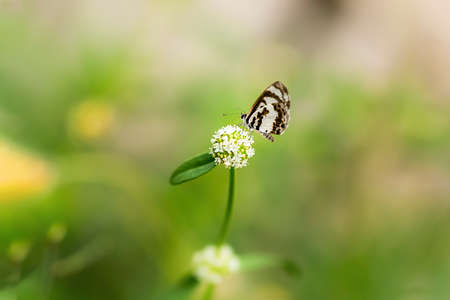 Close up of a Butterfly with flowerの写真素材