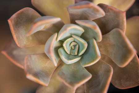 Succulent Echeveria Black Prince, Closeupの写真素材