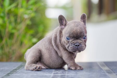 Portrait picture of adorable puppy blue french bulldog look at camera.の写真素材