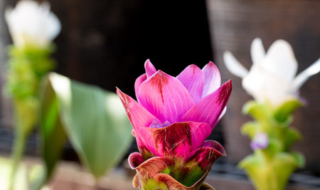 Siam Tulip,Close up of Siam Tulip and blurred background,Curcuma sessilis in the garden.