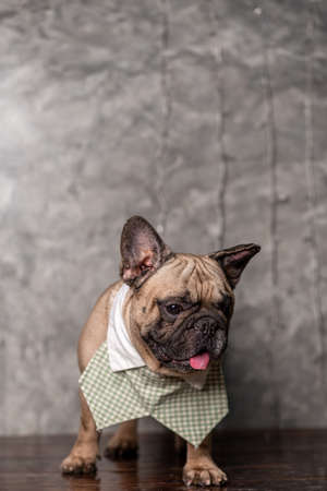 Fawn french bulldog wearing shirt collar standing with loft background, portrait studio shot.の写真素材
