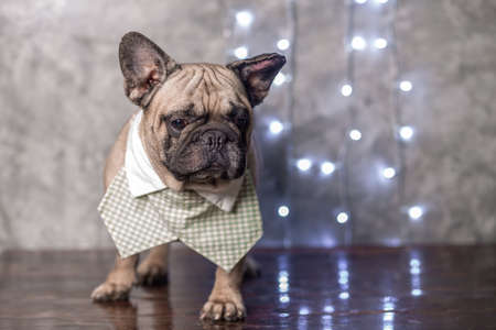 Fawn french bulldog wearing shirt collar standing with light background, portrait studio shot.の写真素材