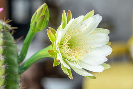 Cactus flower Bloom in the morningの写真素材