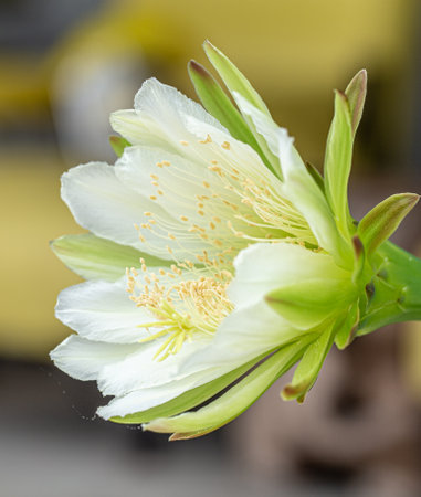 Cactus flower Bloom in the morningの写真素材