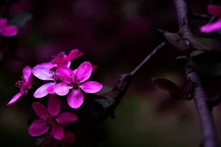 Flowering fruit tree branch. Natural light. Close-up.の写真素材