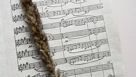 Dried flowers lie on a musical score. Top view. Close-up.の写真素材