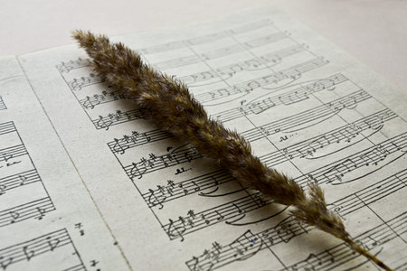 Dried flowers lie on a musical score. Side view. Close-up.の写真素材