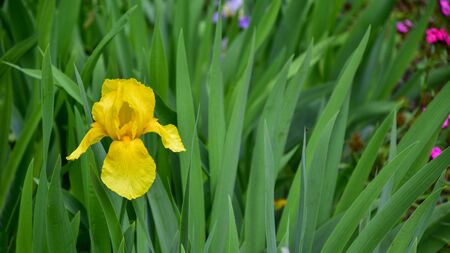 Iris flower on a background of green tall grass. Close-up. Bright summer background.の写真素材