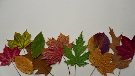 Colorful autumn dried leaves on a beige paper background. Top view. Close-up. Copy space. Can be...