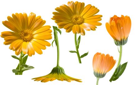 Calendula officinalis (Field Marigold) flowers isolated on white backgroundの写真素材