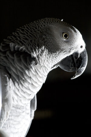 The African Grey Parrot isolated on black background