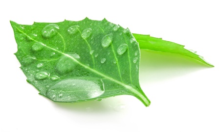 Basil leaf and water drops, isolated on white backgroundの写真素材