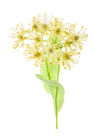 Branch of linden flowers isolated on white backgroundの写真素材