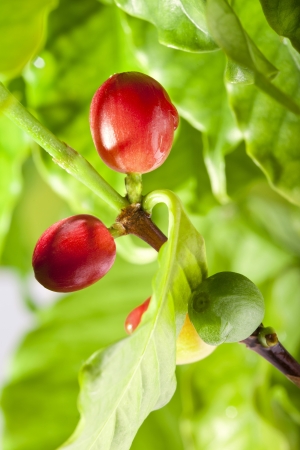 Coffee beans on a branch of coffee tree, ripe and unripe berriesの写真素材