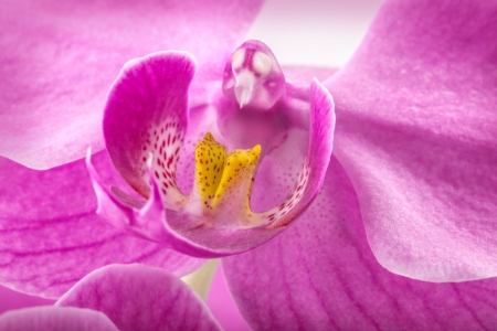 Orchid flowers, closeupの写真素材