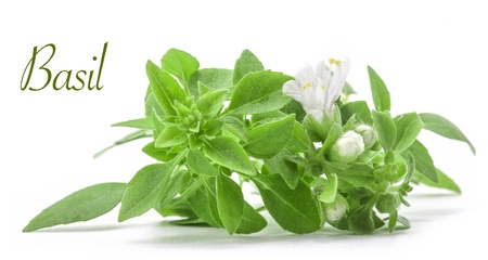 Fresh young basil with flower isolated on white backgroundの写真素材