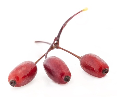 Barberry isolated on a white backgroundの写真素材