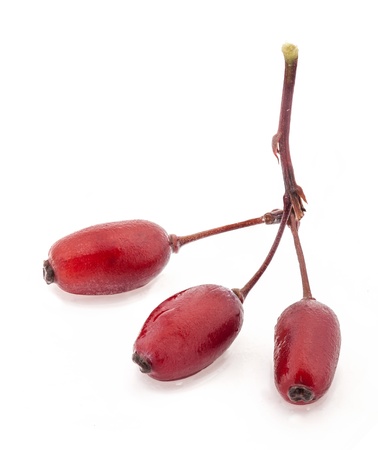 Barberry isolated on a white backgroundの写真素材