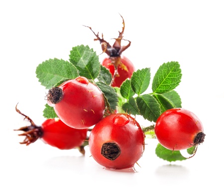 Rose hips isolated on a white backgroundの写真素材