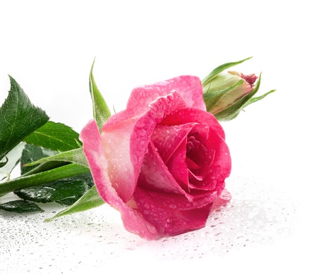 Red rose isolated on white background, closeupの写真素材