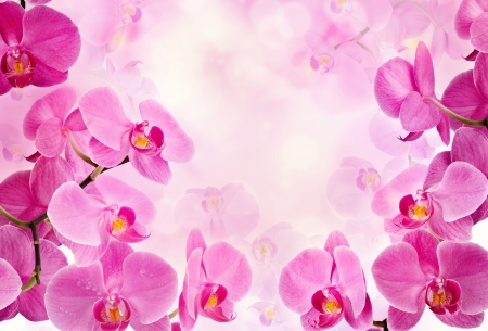Orchid flowersの写真素材