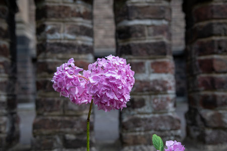 Hydrangea Hortensia (Hydrangea macrophylla) and some stone pillars and a wall in a city scapeの写真素材