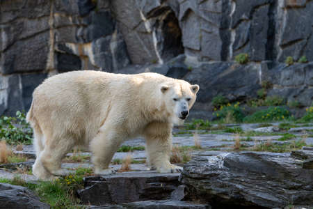 Polar Bear walking on stonesの写真素材