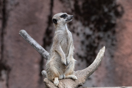 Meerkat standing on a branch looking to the right