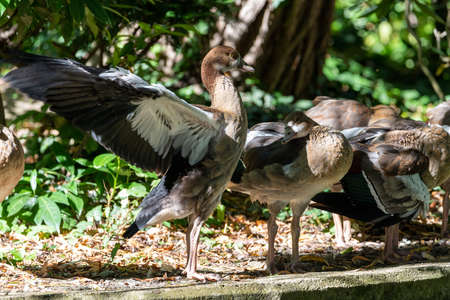 Egyptian Geese standing in the shade near water, one goose flappaing its wings while others sleepの写真素材