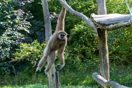 Swinging Gibbon hanging on branch from a climbing platform with one arm, motion of the monkey is frozen in placeの写真素材