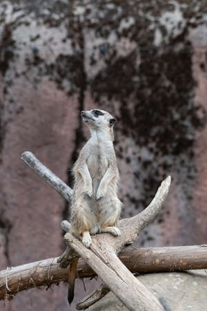 Meerkat standing on a branch looking to the leftの写真素材