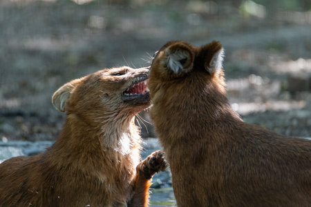 Two Asian Wild Dogs (dholes) with one touching the nose of the other and one raising its paw at the...