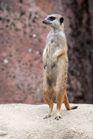 Meerkat standing on a stone and being watchfully on the lookoutの写真素材