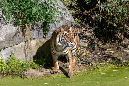 Tiger walking near the water next to common duckweed (water lentils) and having wet paws while in the sunの写真素材