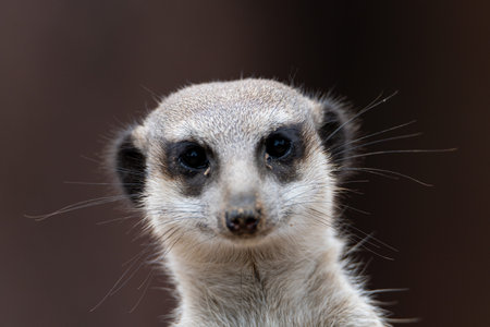 Closeup of a meerkat (suricata) looking directly at the camera front faceの写真素材