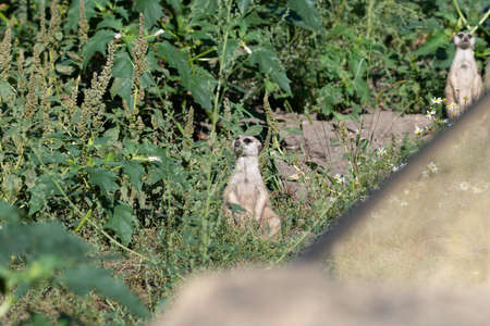 Two Meerkats sitting apart from each other, both looking upwards in different directionsの写真素材