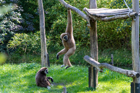 Two Gibbons in an enclosure, one hanging above the other gibbon that is sitting on the grassy green groundの写真素材