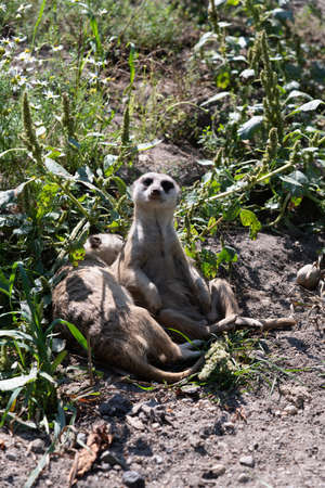 Two Meerkats in the shade, one sleeping Meerkat, one watchful and guarding Meerkatの写真素材