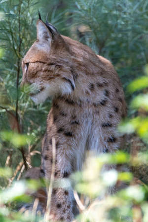 Eurasian Lynx sitting in the greens and looking sidewaysの写真素材