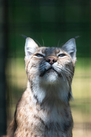 Lynx looking upwards with sun and shade in his face, shadows and shade covering nose and half of the faceの写真素材