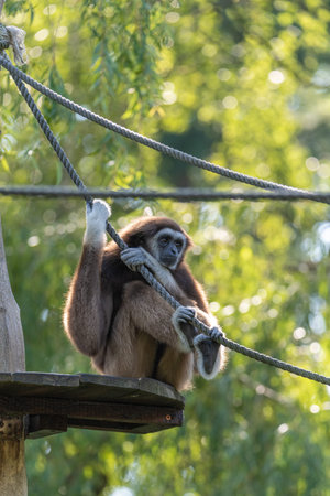 Gibbon sitting on a platform, grabbing a rope with its arms and feet simultaneously