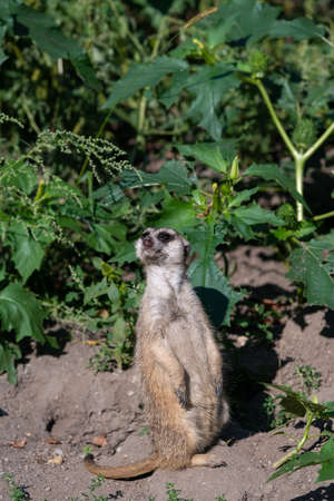 Watchful Meerkat standing on the dirt ground on a sunny day, looking upwardsの写真素材