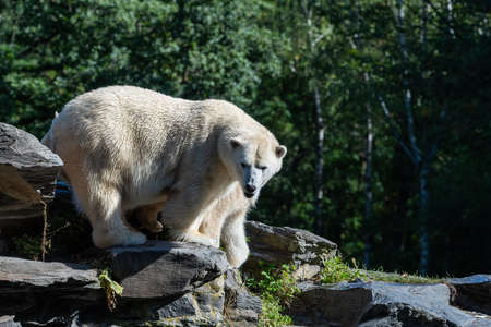 Polar Bear walking on stonesの写真素材