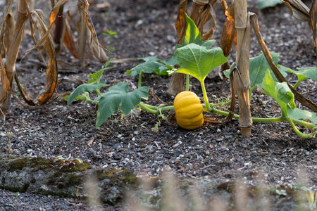 Small garden pumpkin (cucurbit) growing in the gardenの写真素材