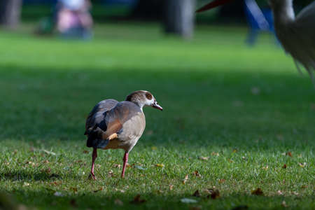 Small Egyptian Goose standing in the park on grassの写真素材