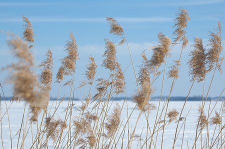 Reed with frozen lake in background, Masuria, Polandの写真素材