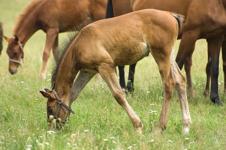 A foal with a herd of horses on a pastureの写真素材