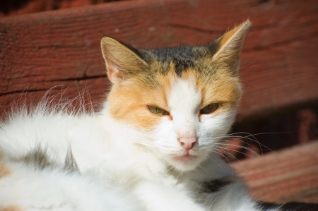 Adorable kitten laying on the benchの写真素材